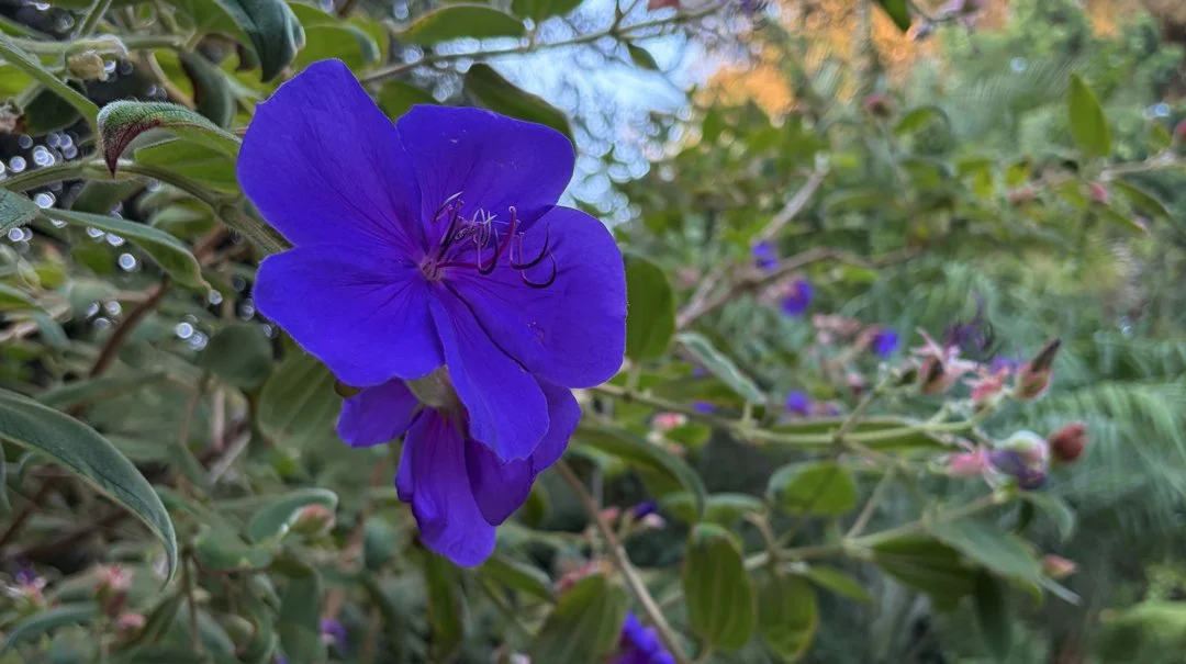 purple flower.jpg