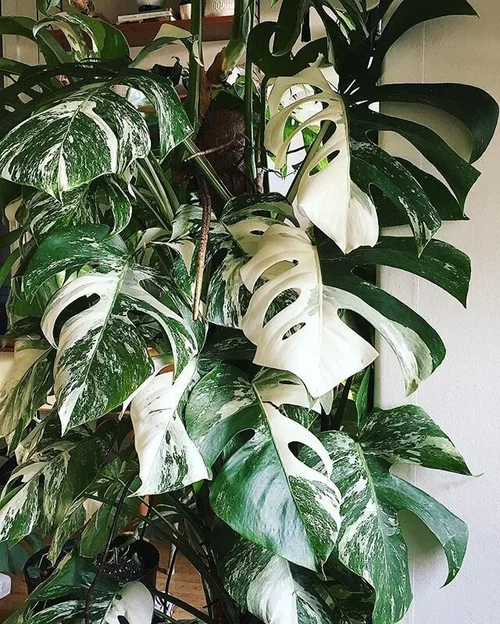 philodendron obliqua peru Monstera obliqua Peru  Ecuagenera Orqudeas del Ecuador