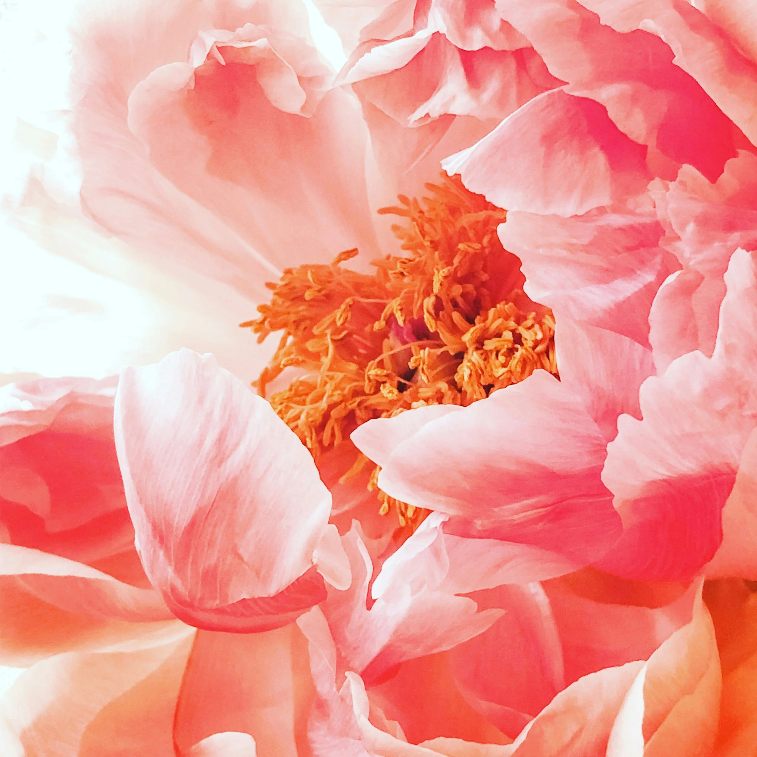 Close up image of a pink peony in bloom.