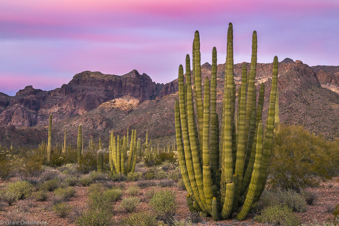 Life Lessons From a Cactus 