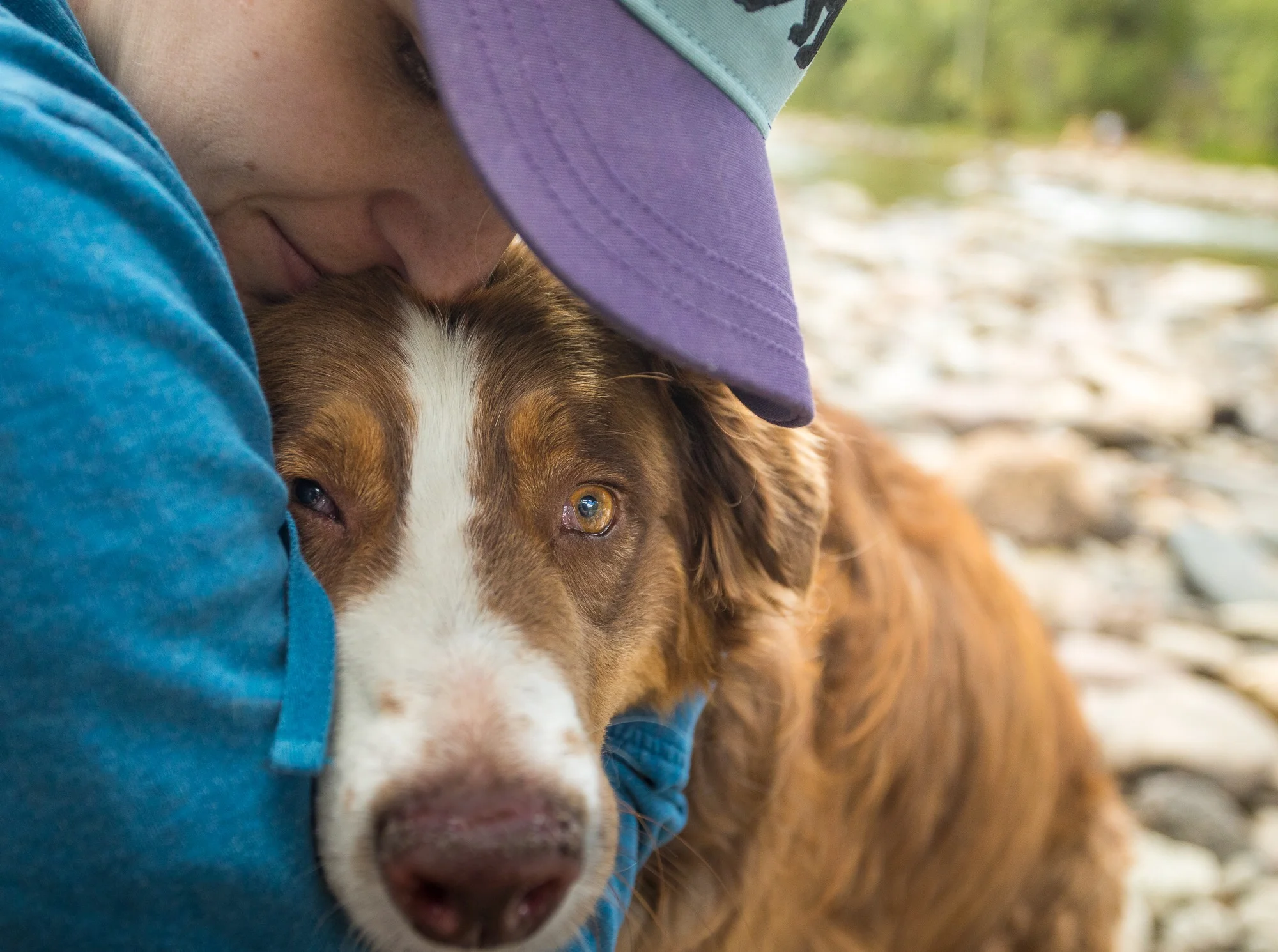 Surviving Vanlife With A Dog