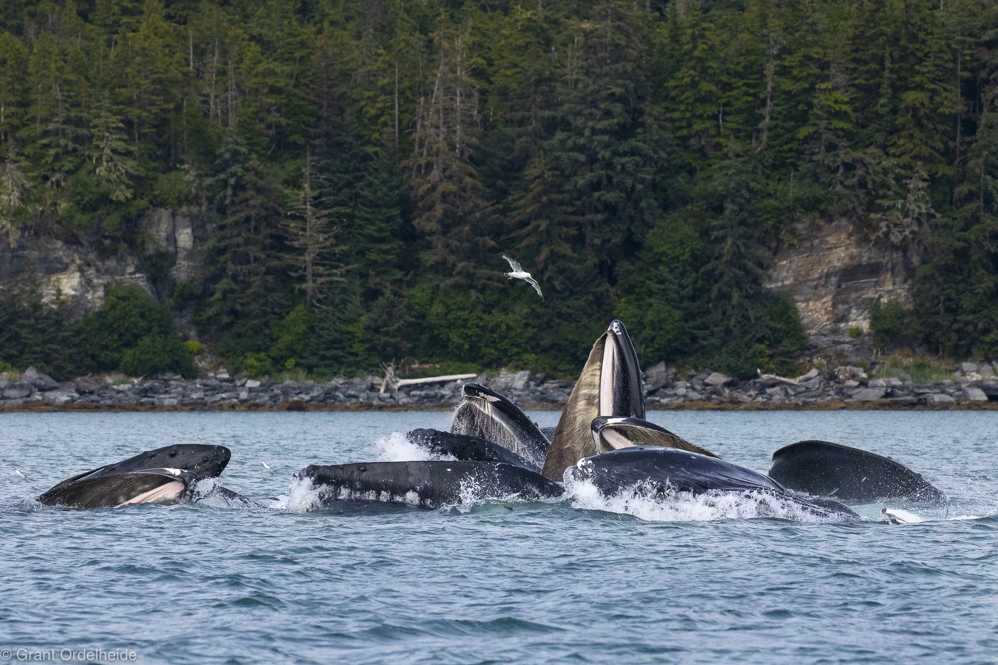 Adventures in Juneau