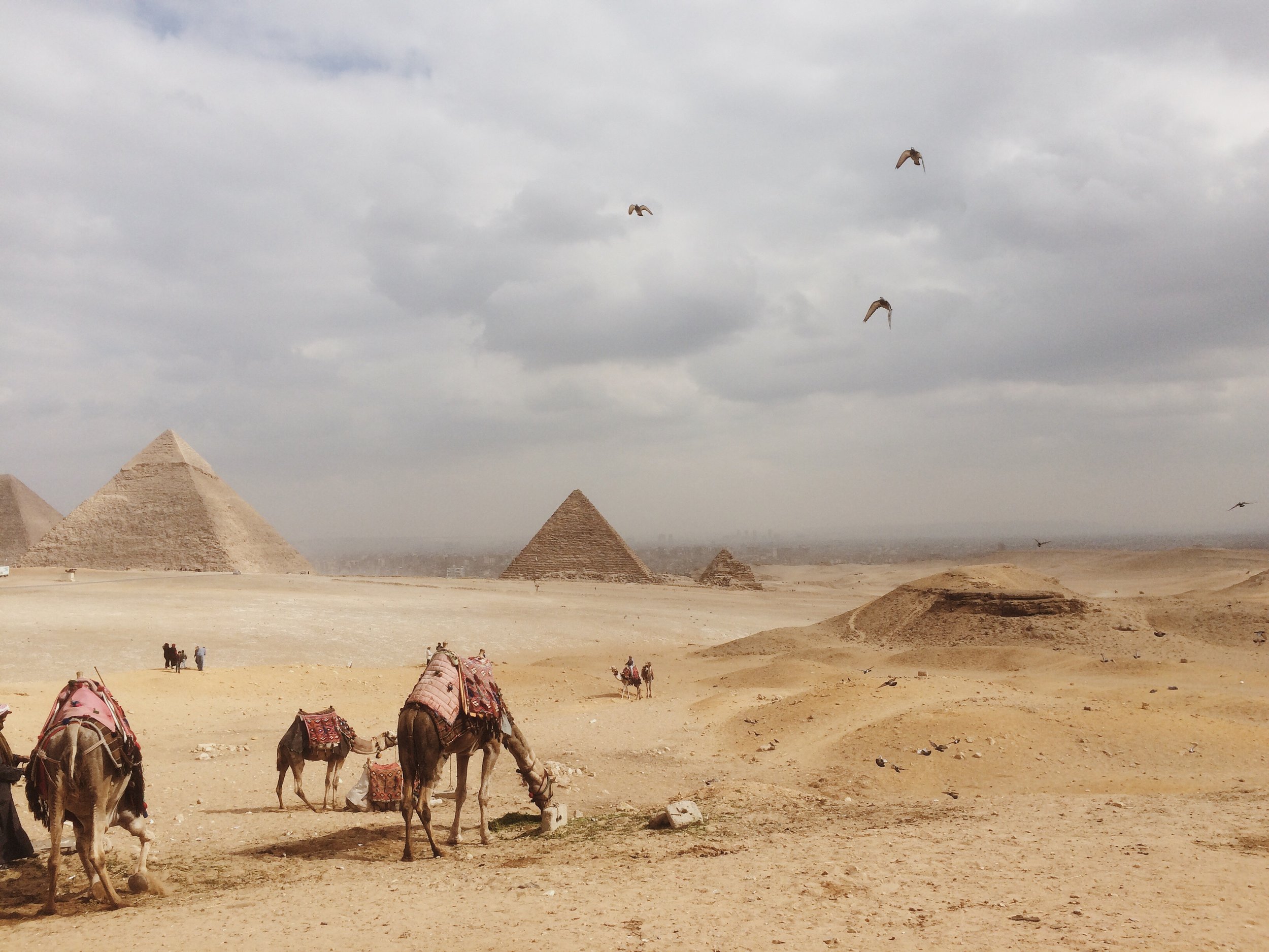 Camels_Pyramids_Egypt_2017.JPG