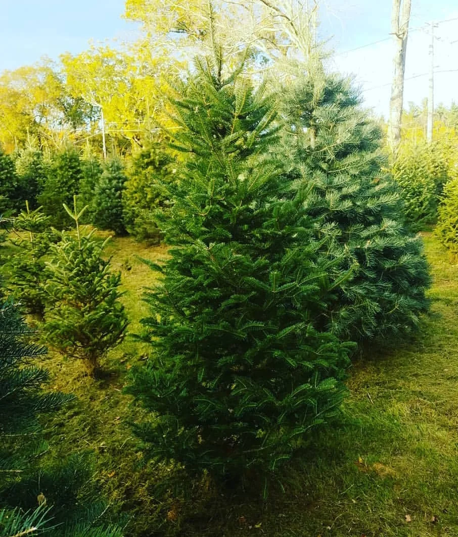 xmas trees.jpg