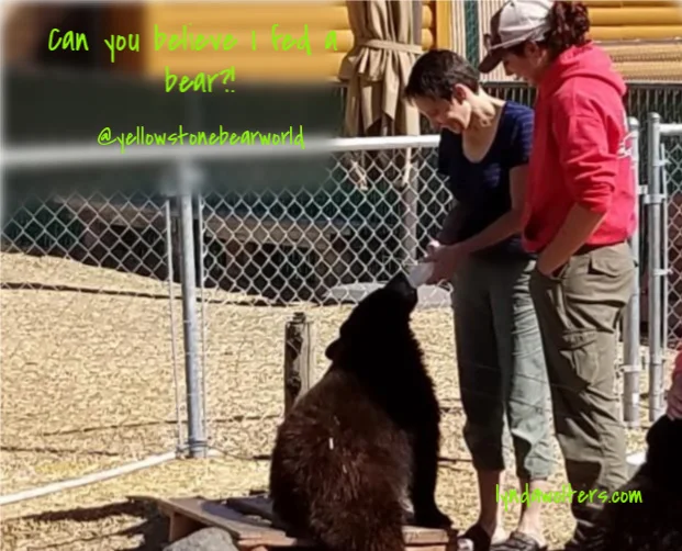 Bottle feeding a bear