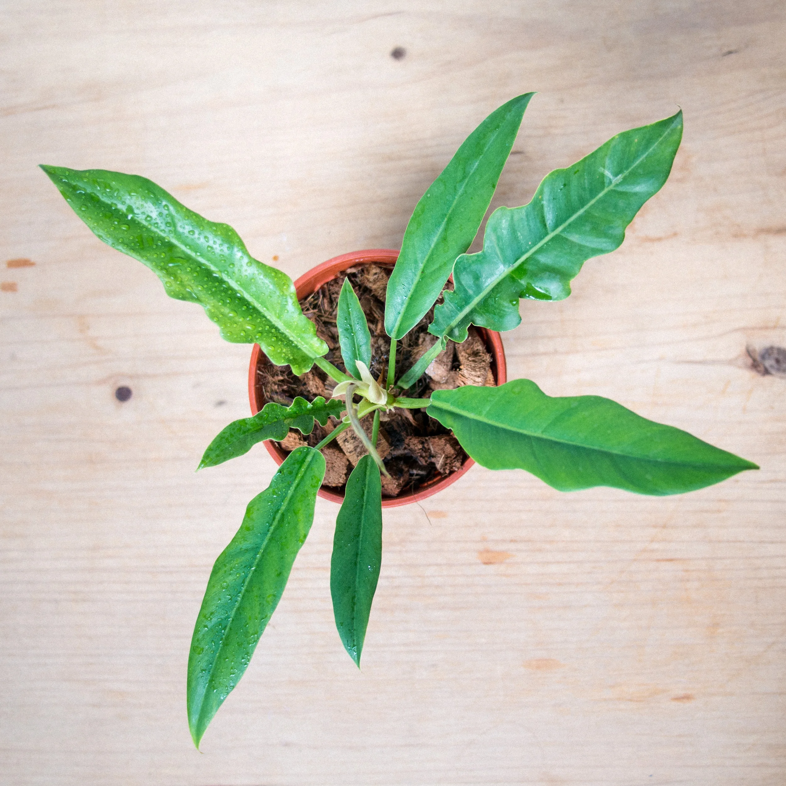 POTTAPLANTTA_plants (20 of 138).jpg