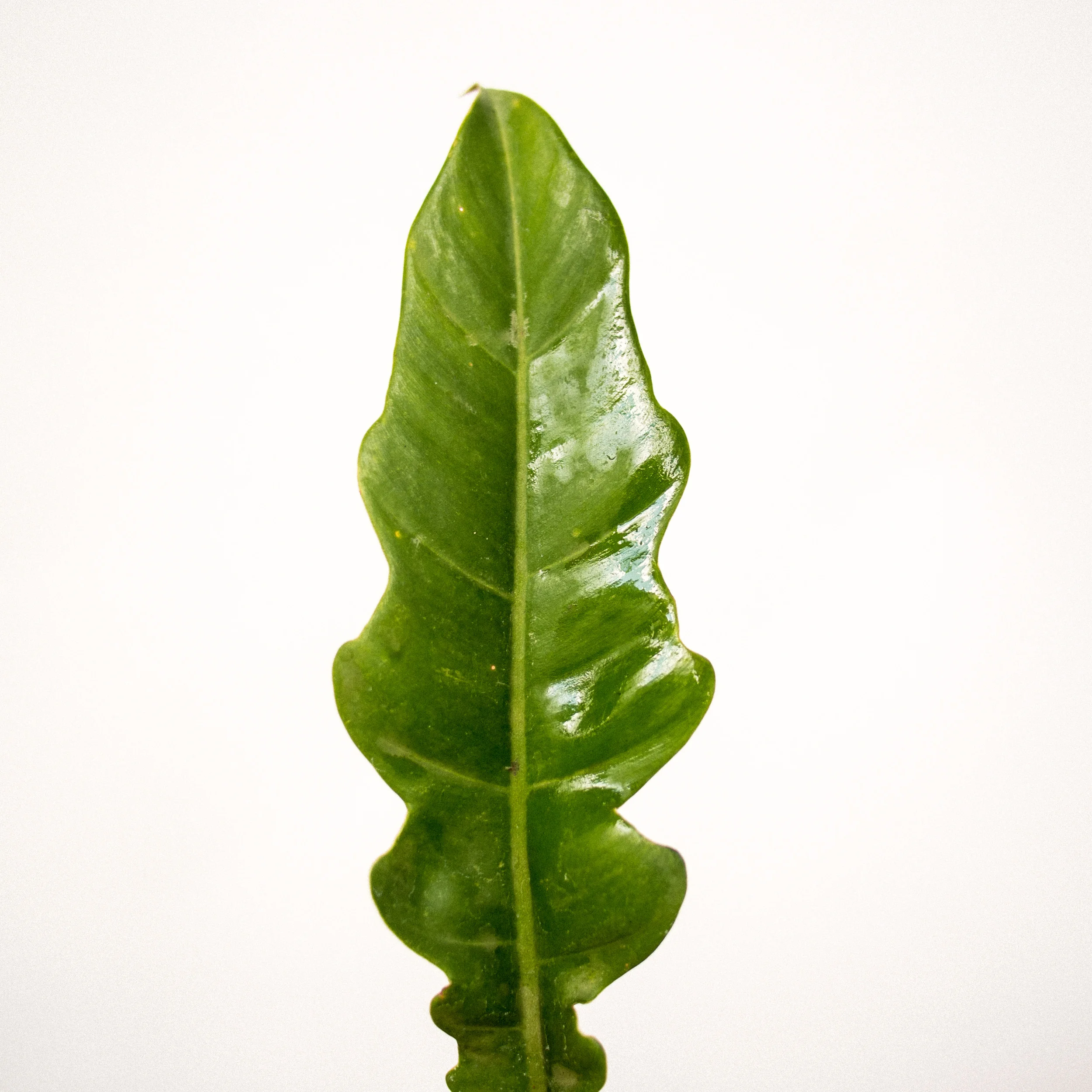POTTAPLANTTA_plants (21 of 138).jpg