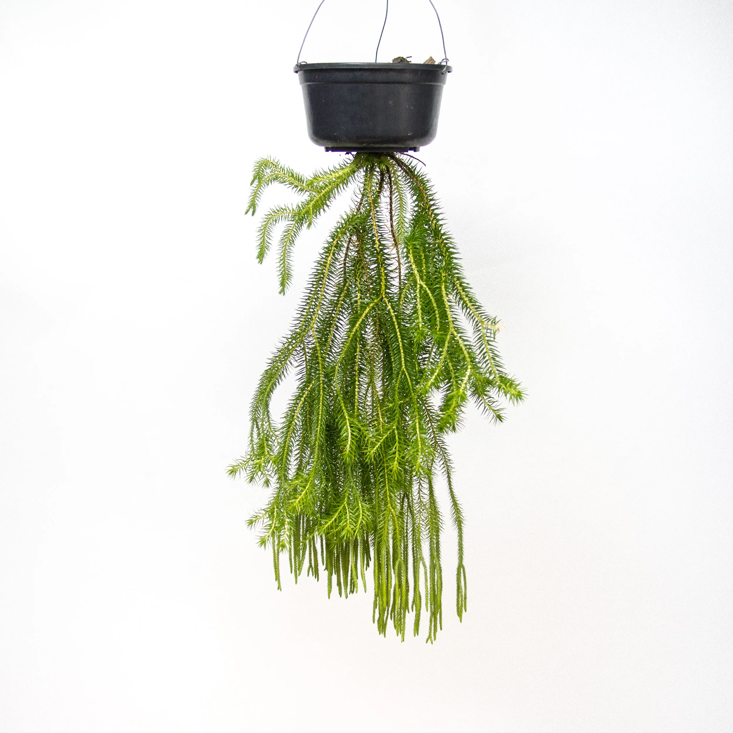 POTTAPLANTTA_plants (63 of 1).jpg