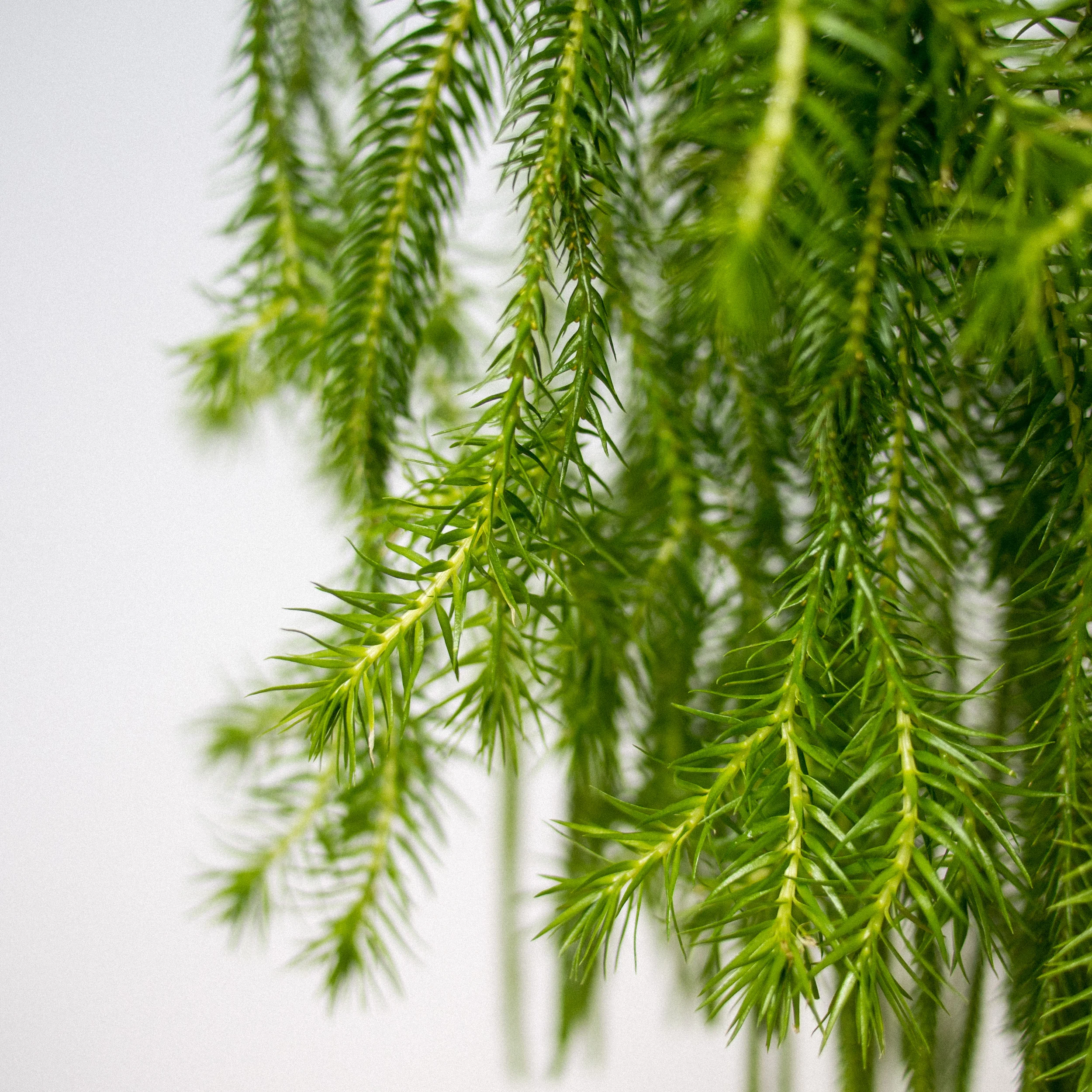 POTTAPLANTTA_plants (65 of 138).jpg