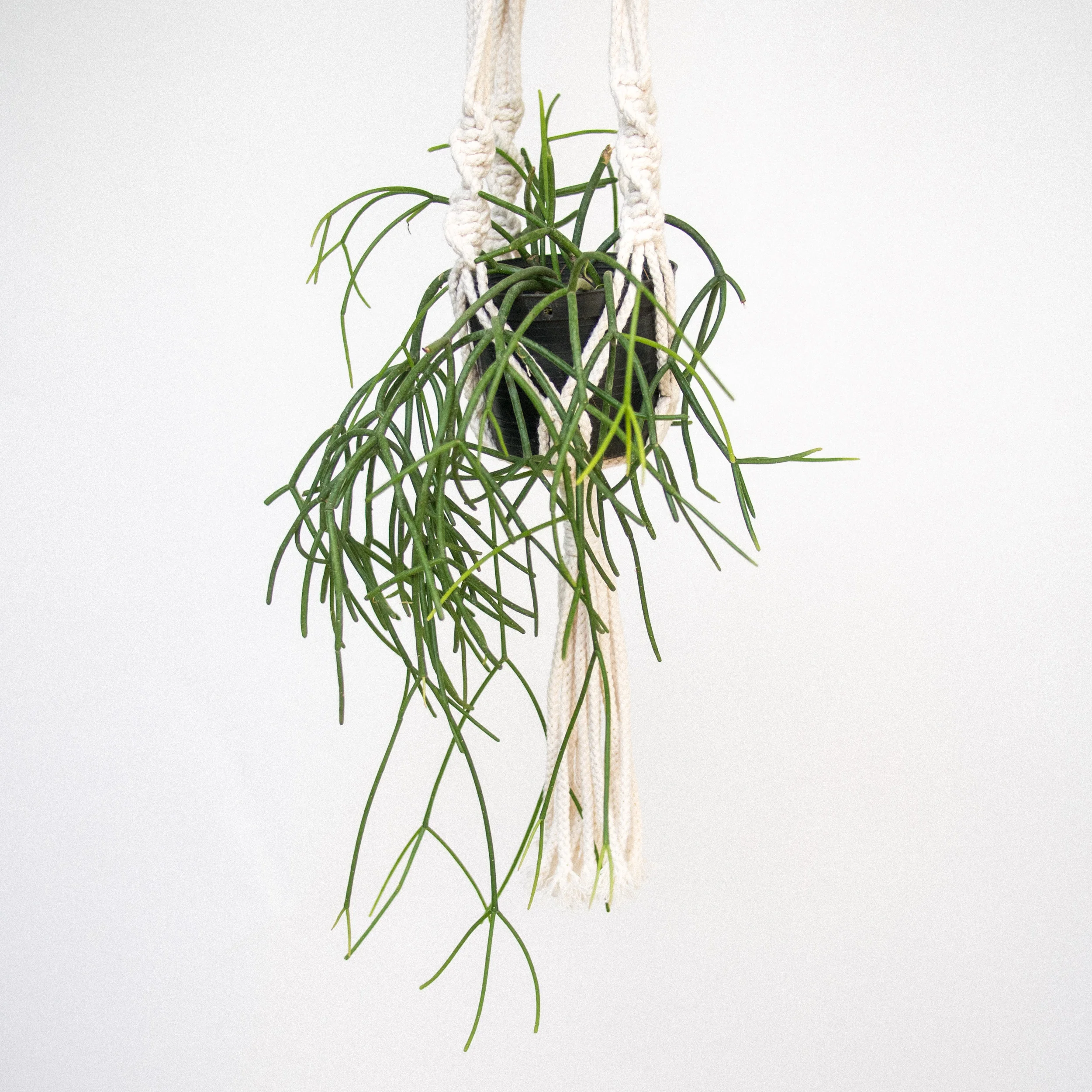 POTTAPLANTTA_plants (66 of 138).jpg