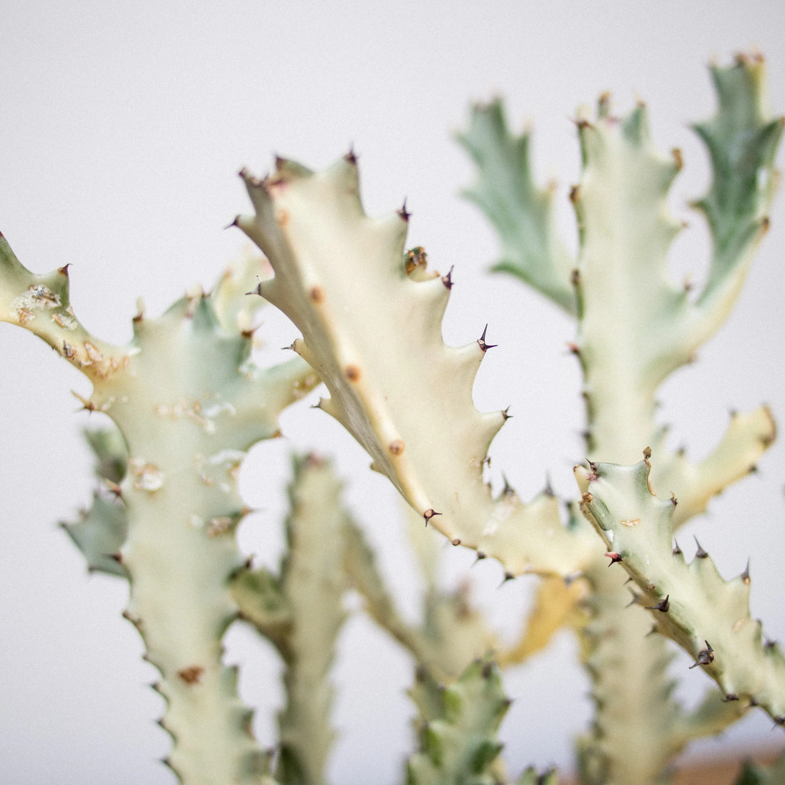 POTTAPLANTTA_plants (79 of 138).jpg