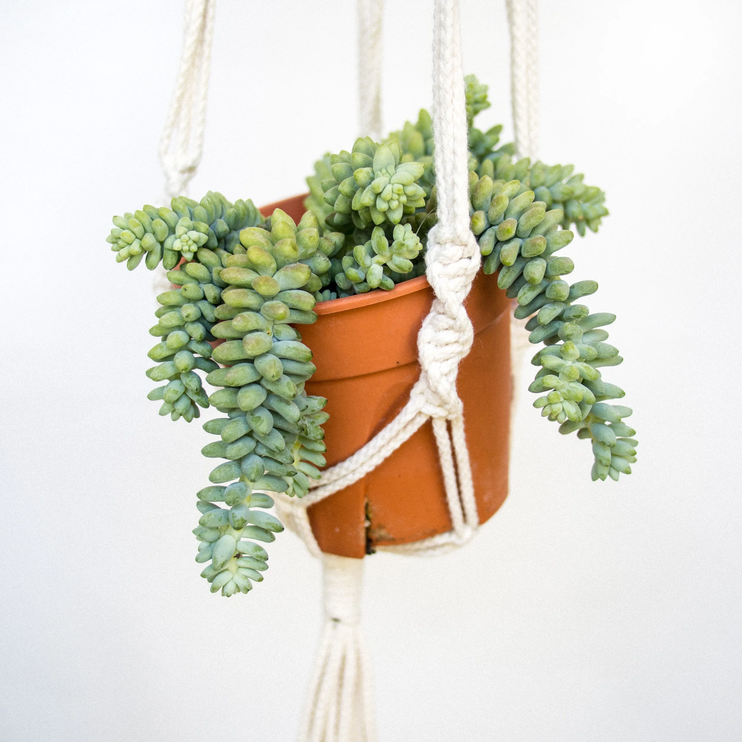 POTTAPLANTTA_plants (107 of 138).jpg