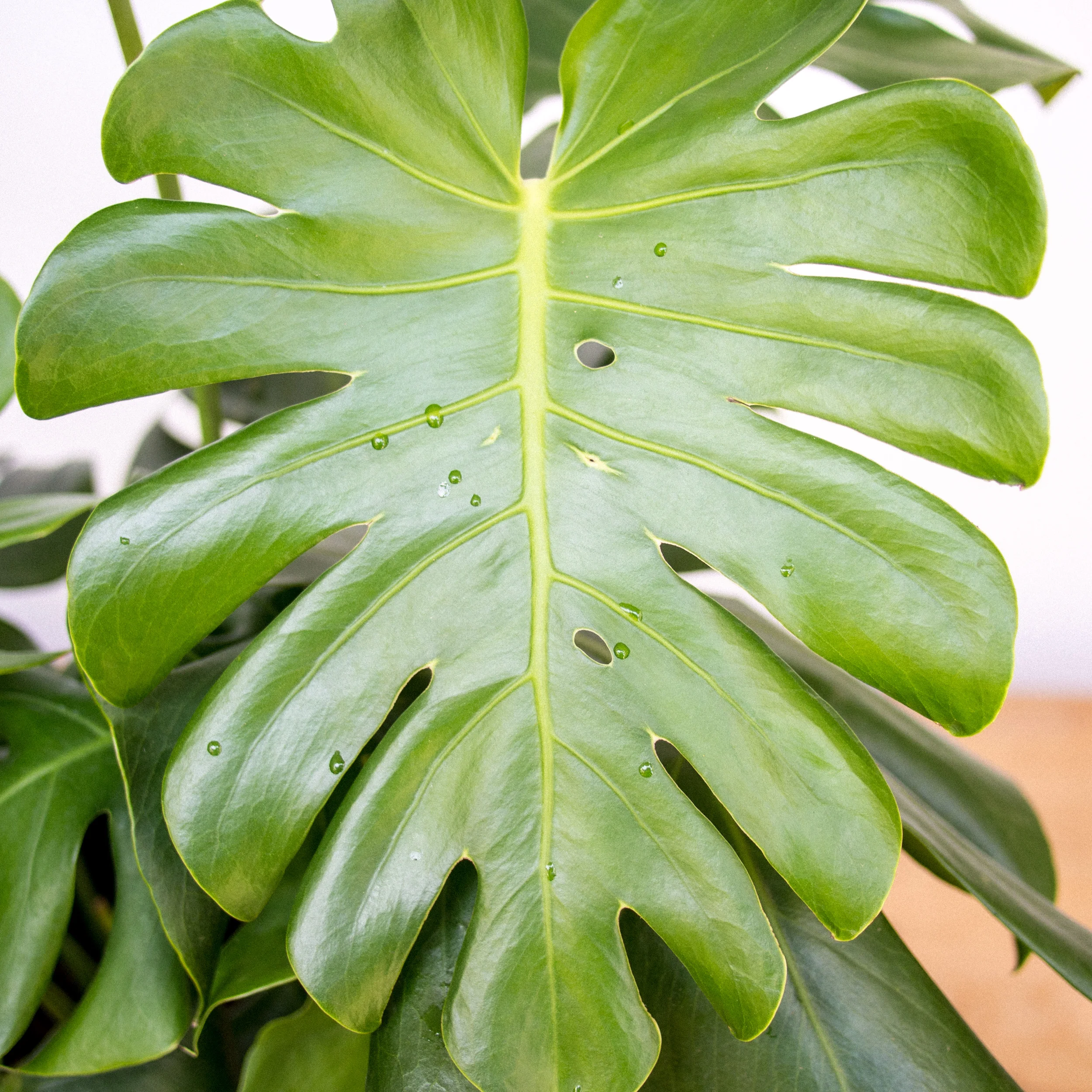 POTTAPLANTTA_plants (135 of 138).jpg