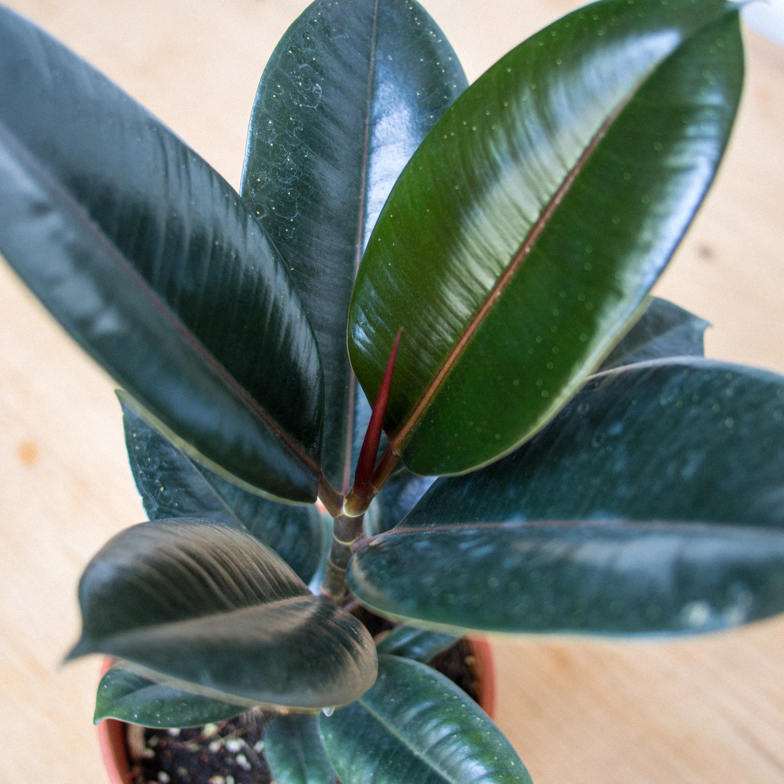 POTTAPLANTTA_plants (124 of 138).jpg