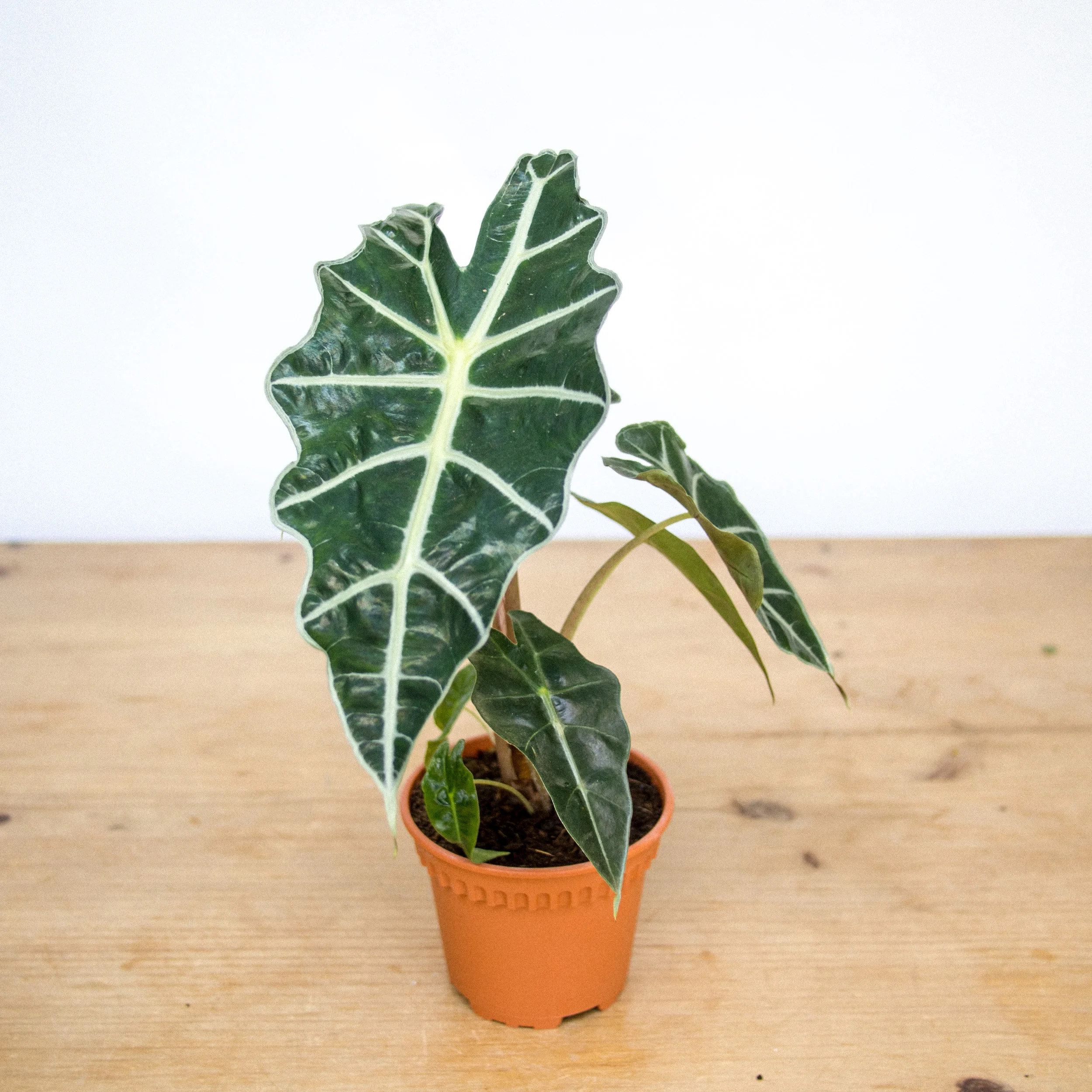 POTTAPLANTTA_plants (128 of 138).jpg