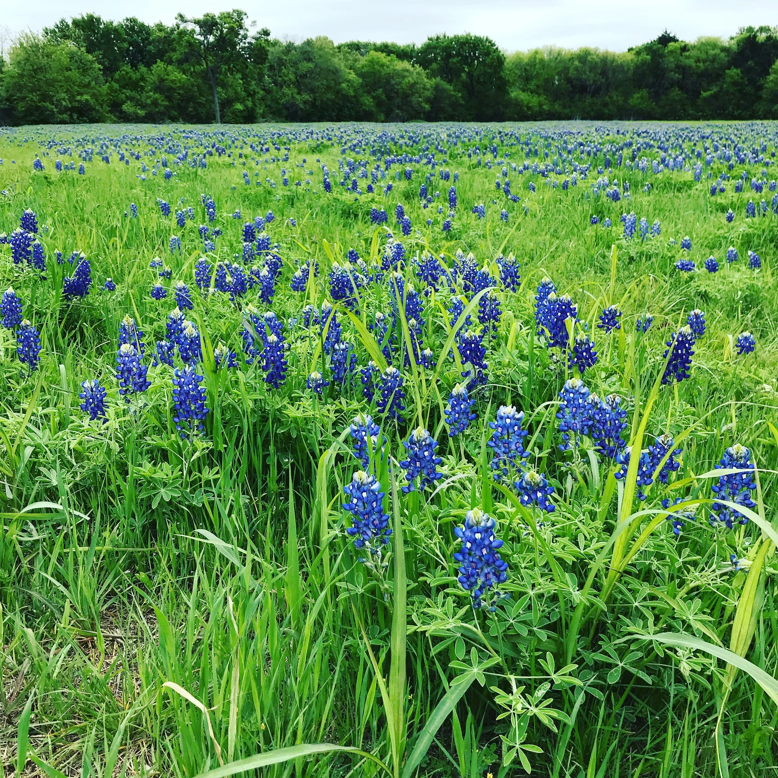 Bluebonnets.JPG