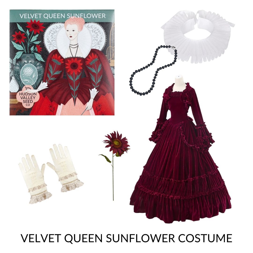 Queen Velvet Sunflower.jpg