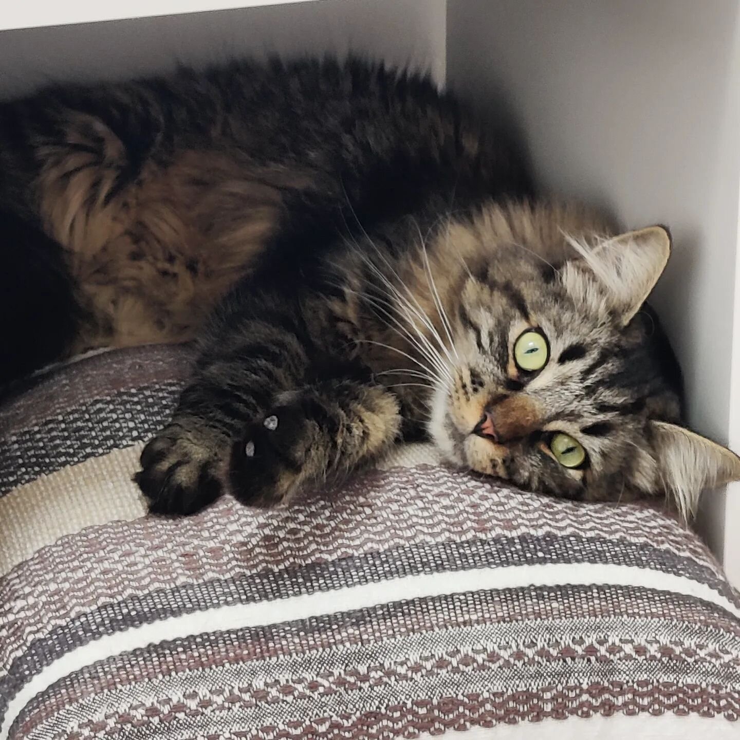 Le beau Imoca, entre deux pauses siestes sur le coussin 😊😍😊

#catholidays #cathotel #caturday #beautifulcats #catofinstagram