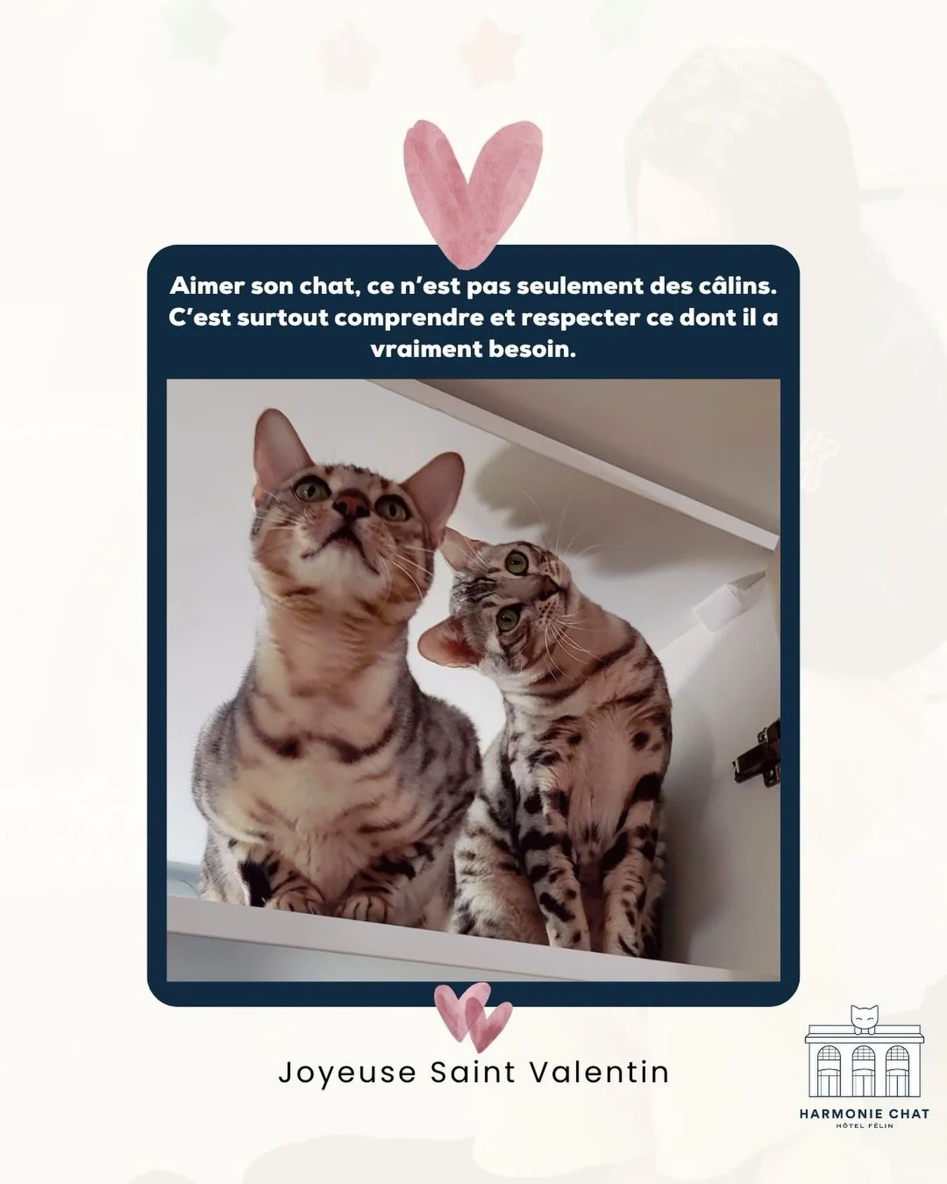&Agrave; la Saint-Valentin, on c&eacute;l&egrave;bre l&rsquo;amour sous toutes ses formes 💕

Aimer son chat, ce n&rsquo;est pas seulement des c&acirc;lins et des photos mignonnes.
C&rsquo;est surtout respecter son rythme, son besoin de calme, de s&e