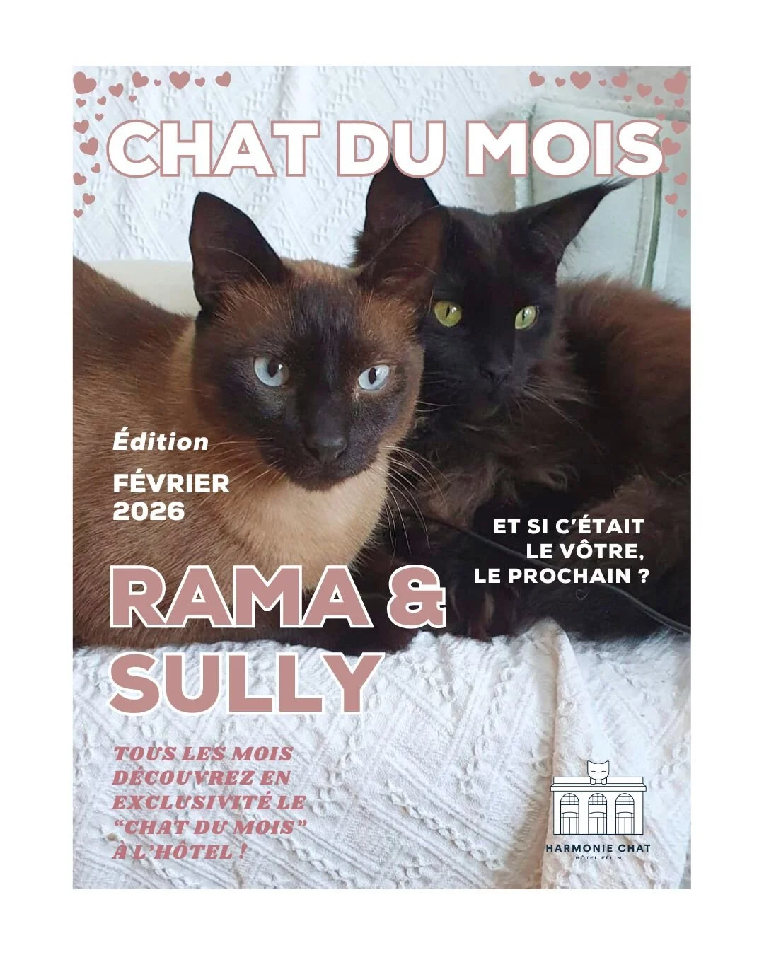 Le mois de F&eacute;vrier est l&agrave; !! et c'est la saison des amours 😻😽

Pour l'occasion je vous pr&eacute;sente Rama et Sully ✨

Alors, trop craquants non?

 #hotelpourchat #harmoniechat #hotelpourchatbordeaux #chat #gardedechat #garderiechatb