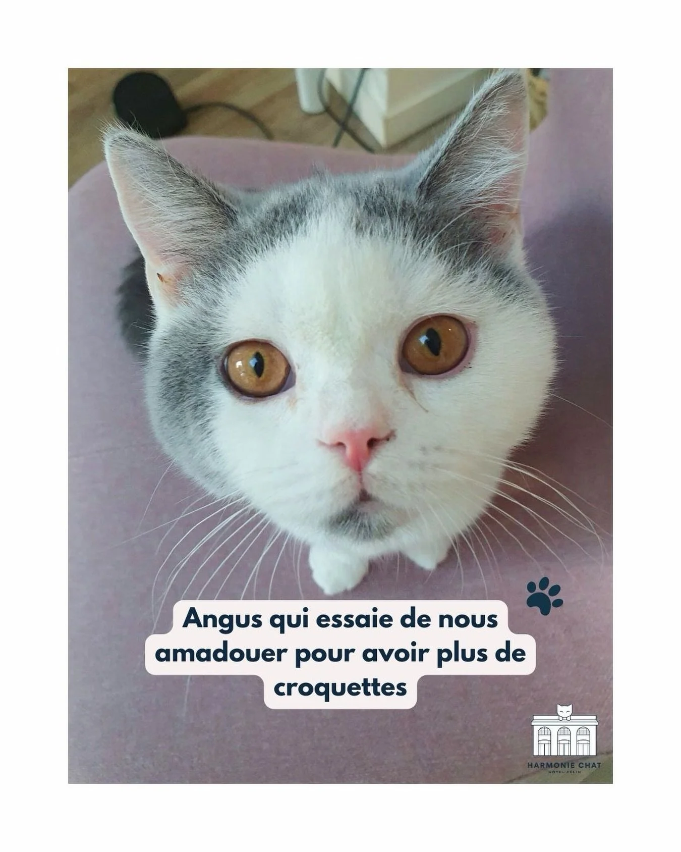 Non mais en m&ecirc;me temps avec cette petite t&ecirc;te comment ne pas r&eacute;sister &hellip; 😳 

Vous auriez craqu&eacute; aussi ?😎

#chat #funnycat #hotelpourchat #hotelpourchatbordeaux #gardedechat