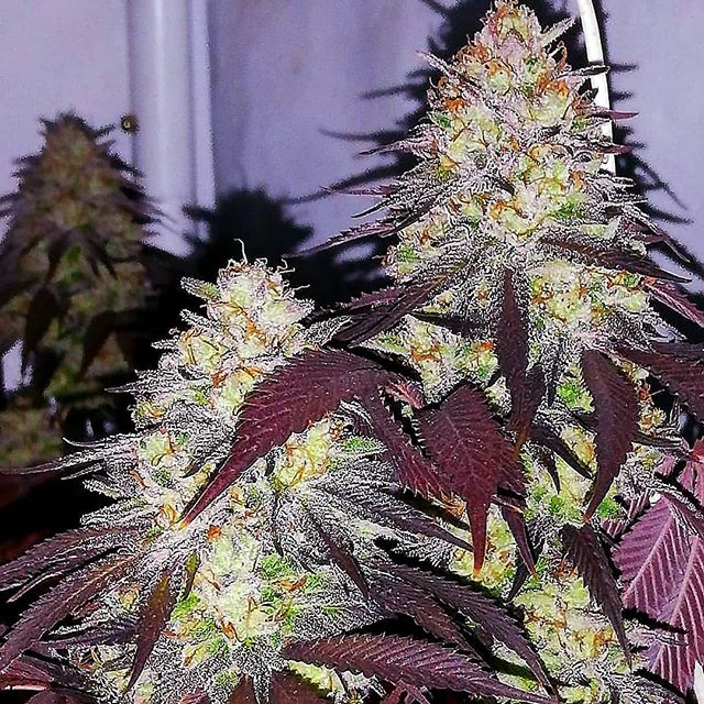 Gorgeous..Strawberry Starkiller OG 
This ones thrown some incredible phenos ova the last year we've seen pure black to bright purple but everyone has said shes so lethal such a strong long stone that really sets in as a med with tones that sedate and