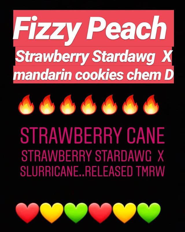 New fire released @holysmokeseeds 
#fizzypeach 🍑 #strawberrycane 🍓
Plus free promo fem of new 🍓🎂🍰 #strawberryweddingcake .. in each pack 👊🔥👊 the massive #slurricane an absolute beast added to our #strawberrystardawg 
u kno she loads kilos so 