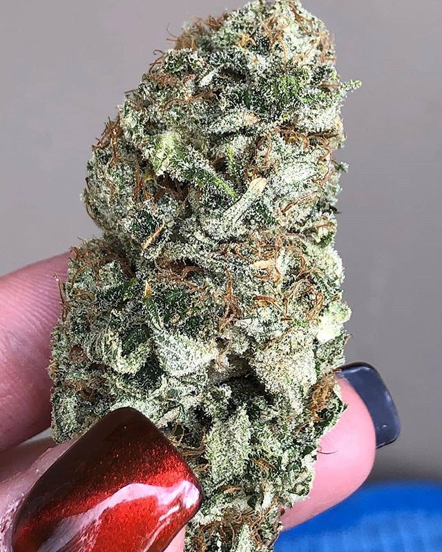 Repost ..banana line is in stock ..
She was such a delightful surprise 🍌🌅 #bananasunrise grown by @hybridmorganics, seeds sold @beansmeanshighs and genetics by @holysmokeseeds #aussiegreenery #australiancannabiscommunity #bongbeauties #bbfcollectiv