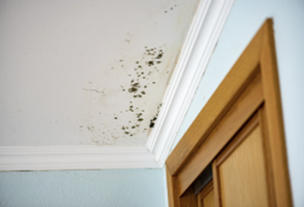 How to get rid of mould in your home
