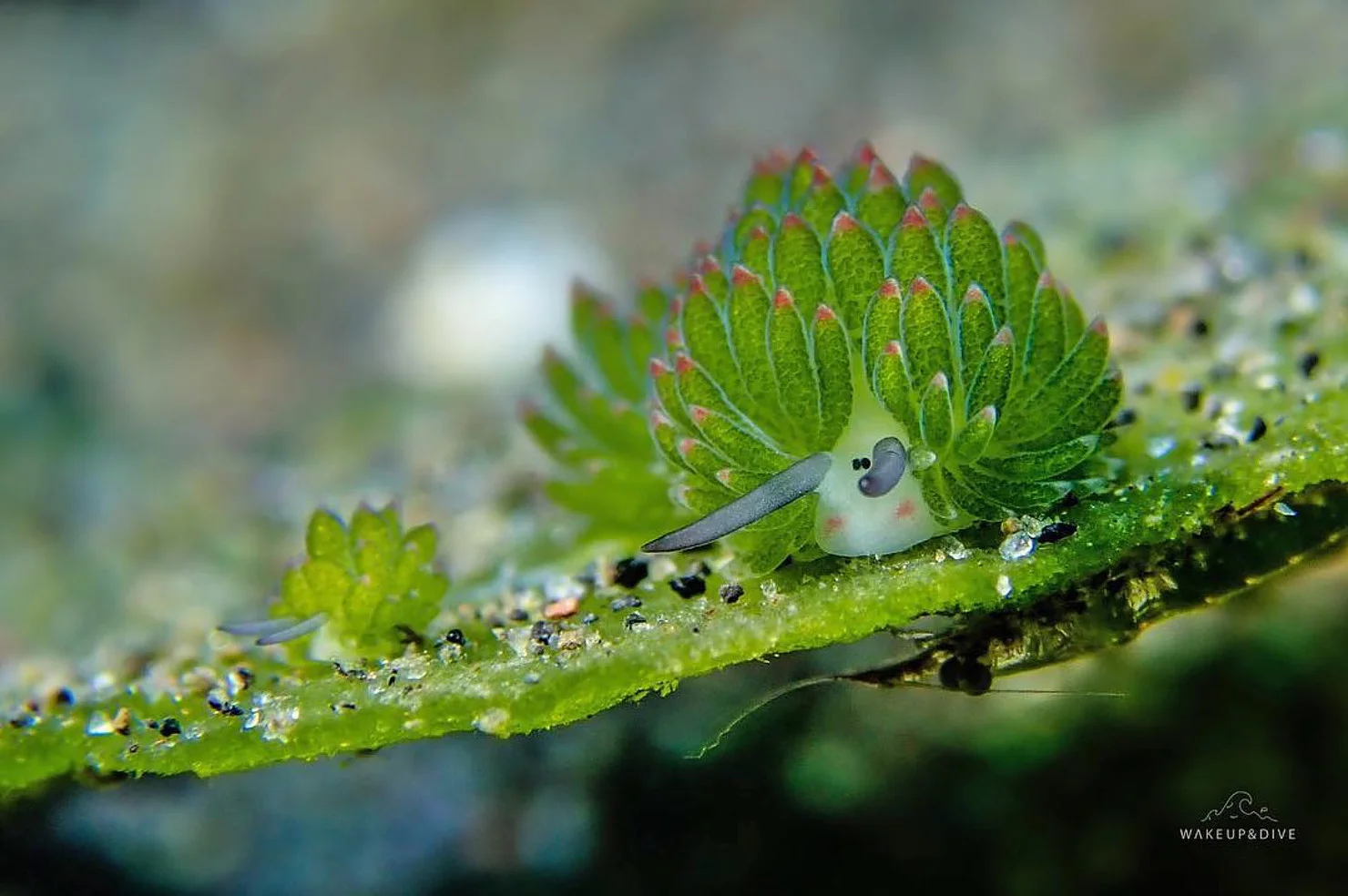 Behind The Lens: Brooke Pyke