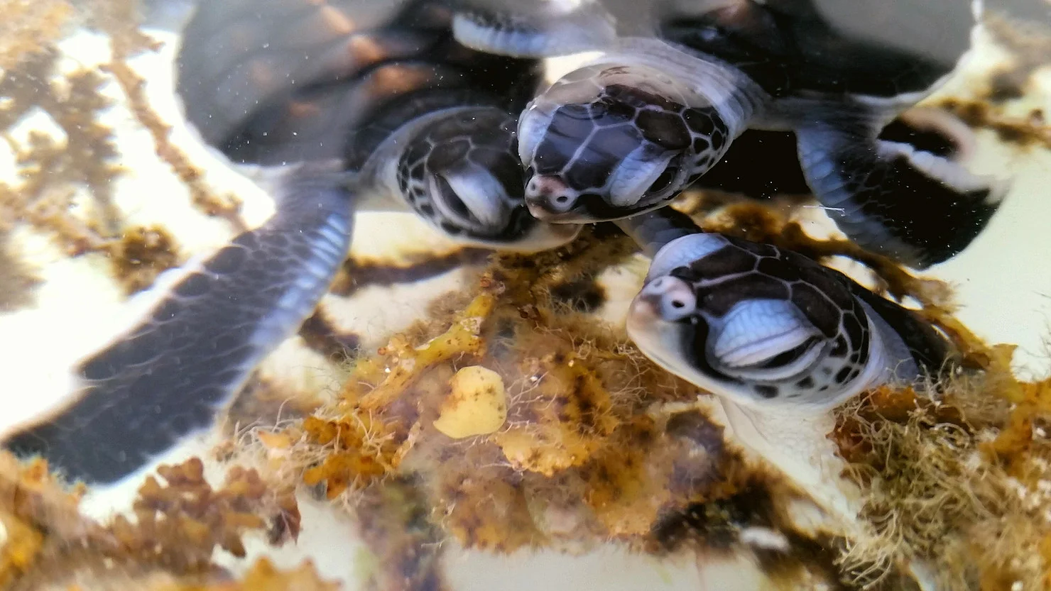 Into The Industry: Conflict Islands Turtle Conservation