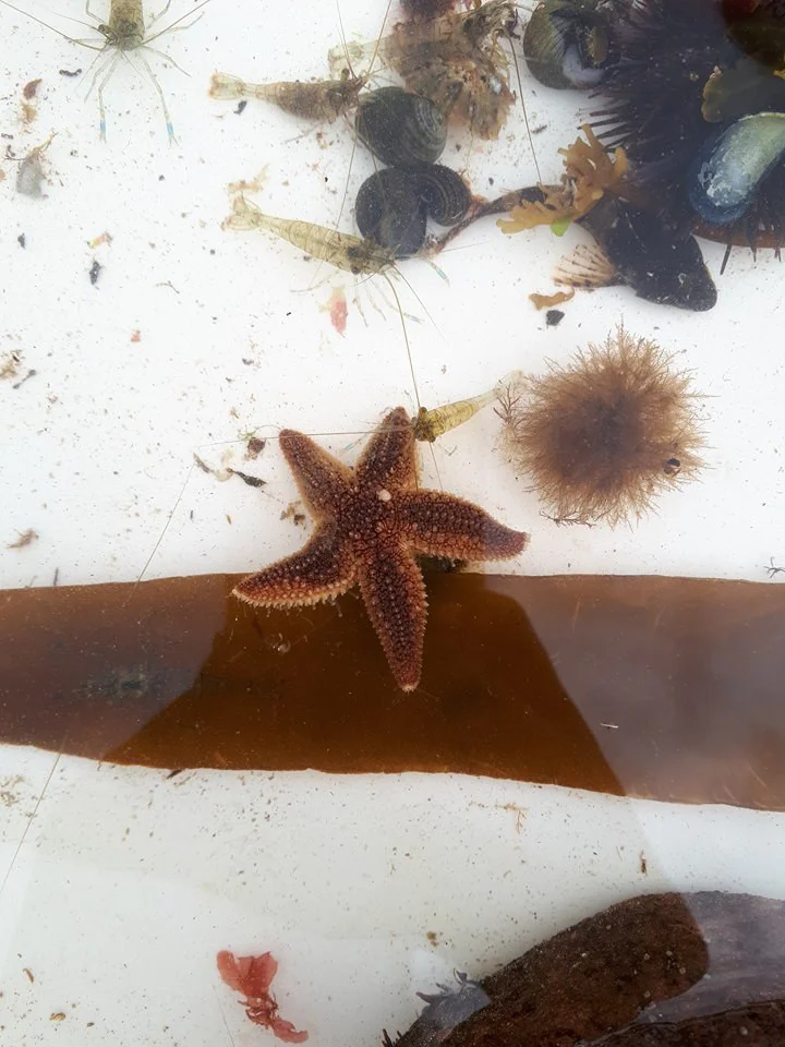 Marine Biology: A Fresher Perspective