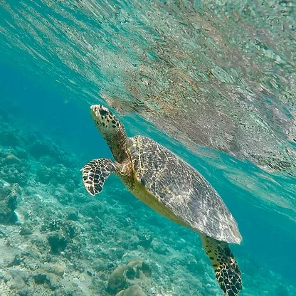 The 5 Don'ts of Sea Turtles