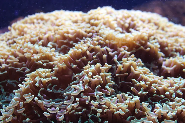 CORAL 101: The Basics
