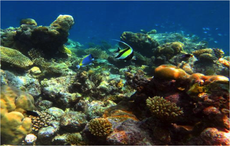 A healthy, controlled coral reef. Photo: Caitlin Gilmour @_caitlingilmour