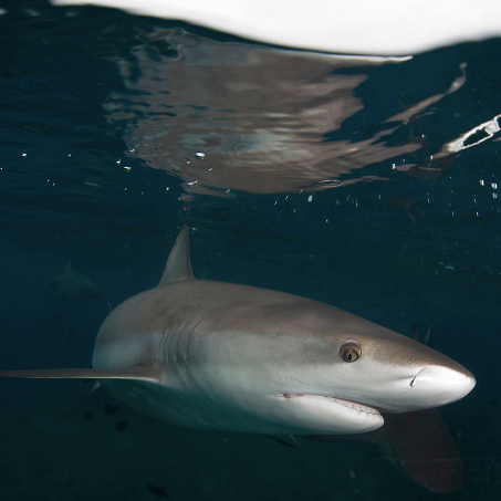 An Ocean Without Sharks