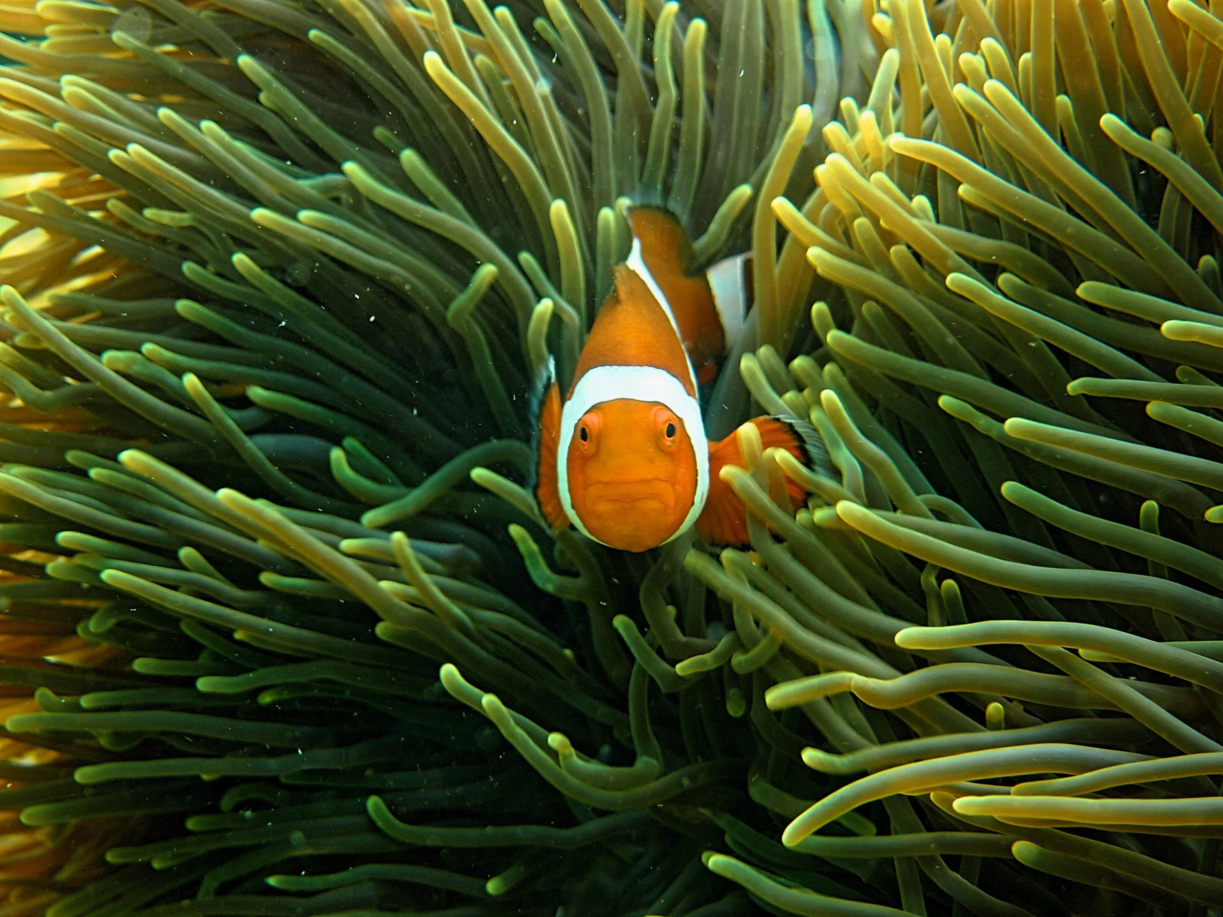 Why Can't Nemo Find a home?