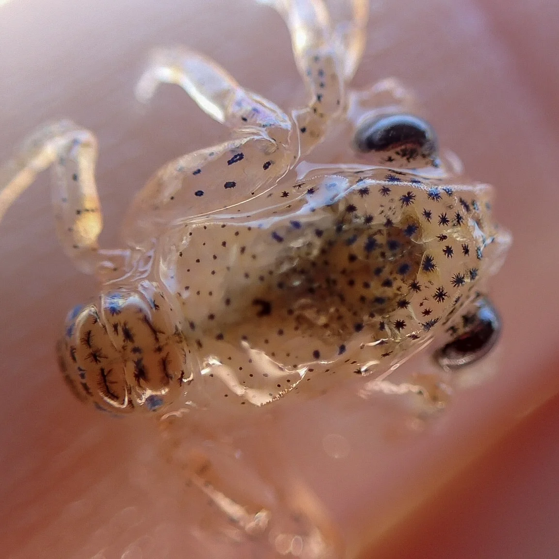 Plankton: Small Wanderers in the BIG Blue World.