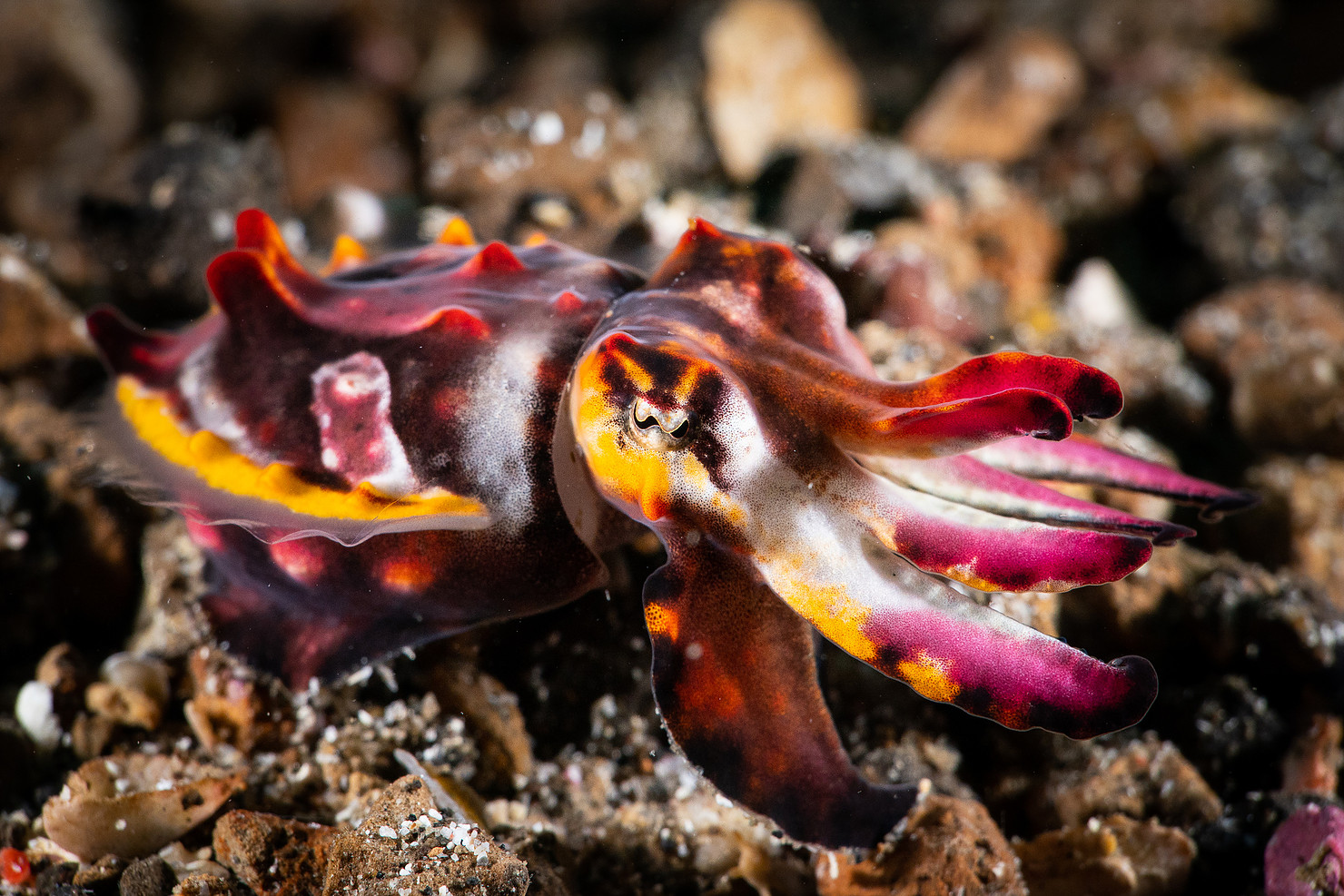 Flamboyant Cuttlefish. Photo: Martin Bovingdon