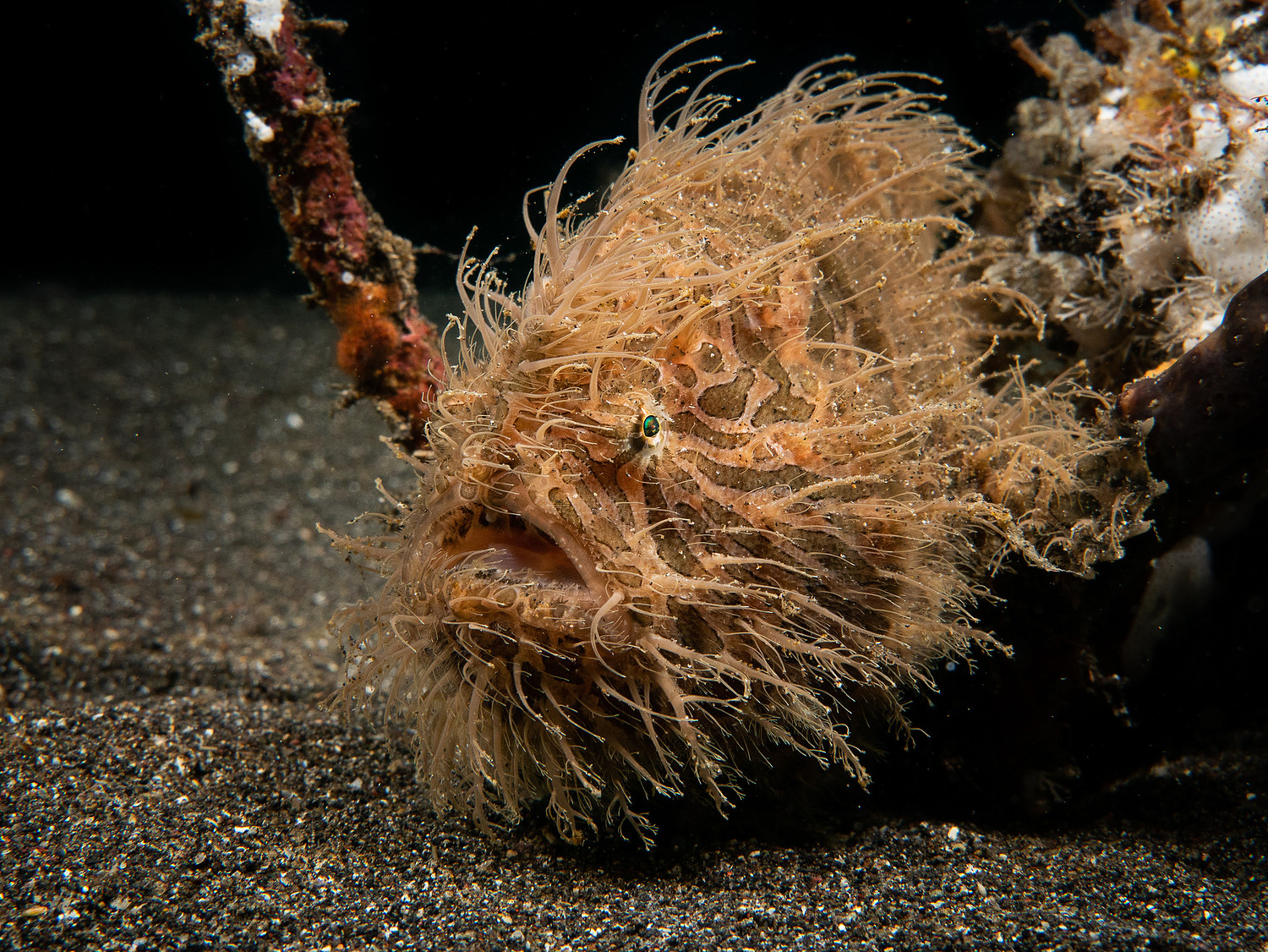 Hairy Frogfish. Photo: Martin Bovingdon