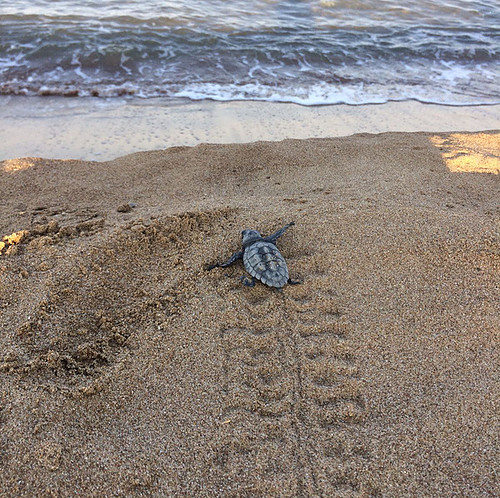 Sea Turtle Hatchling. Photo: Harriet Tyley @harrietyley