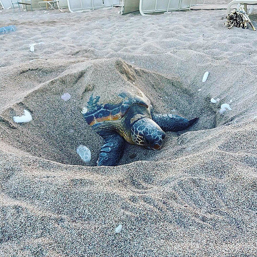 Sea Turtle. Photo: Harriet Tyley @harrietyley