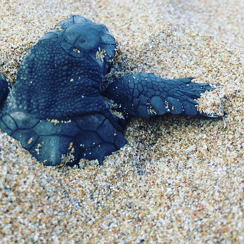 Sea Turtle Hatchling. Photo: Harriet Tyley @harrietyley