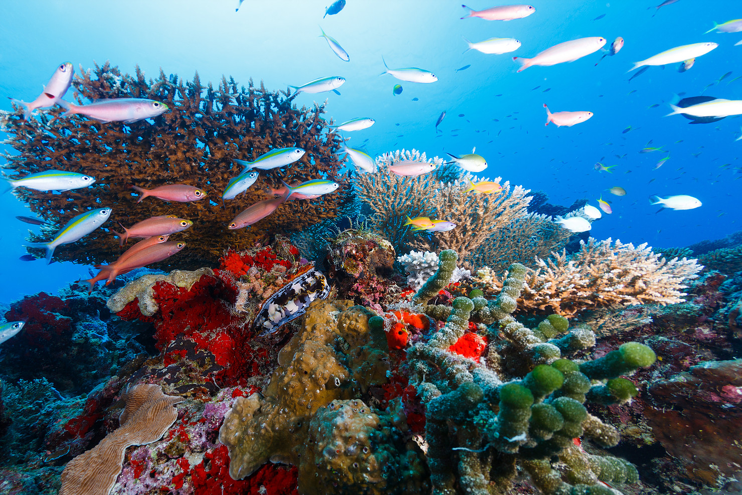 Photo: @maldivesunderwaterinitiative
