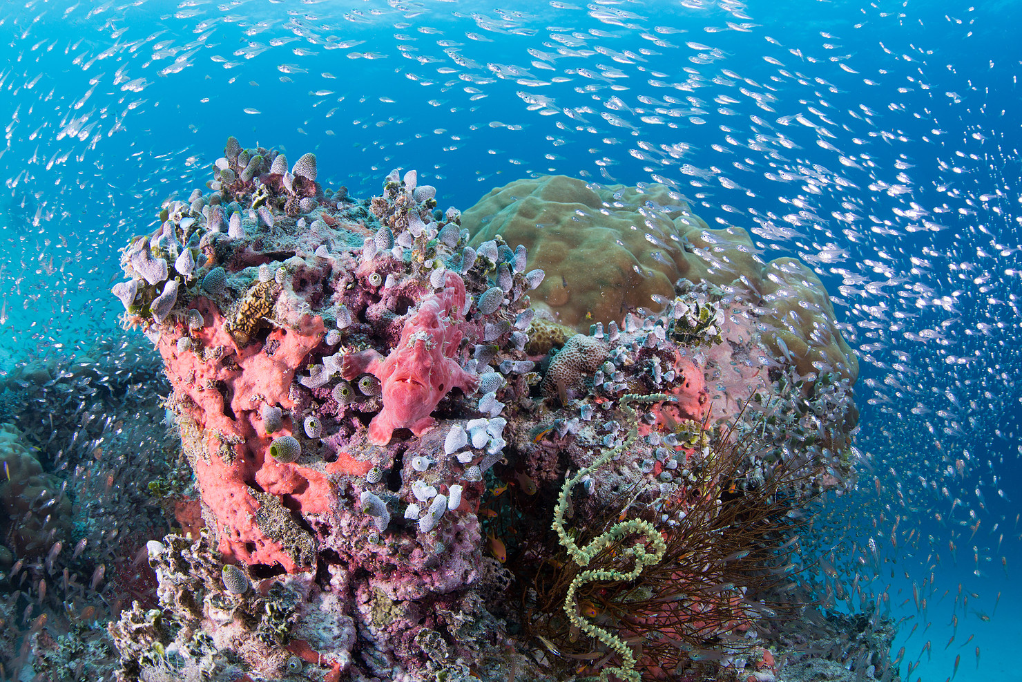 Photo: @maldivesunderwaterinitiative
