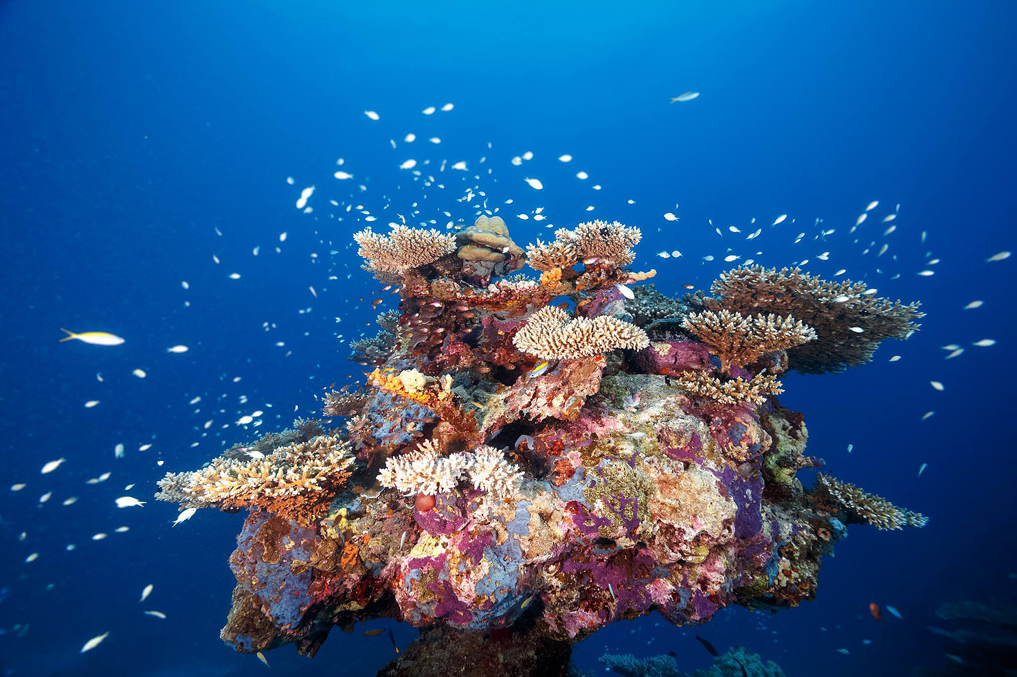 Photo: @maldivesunderwaterinitiative