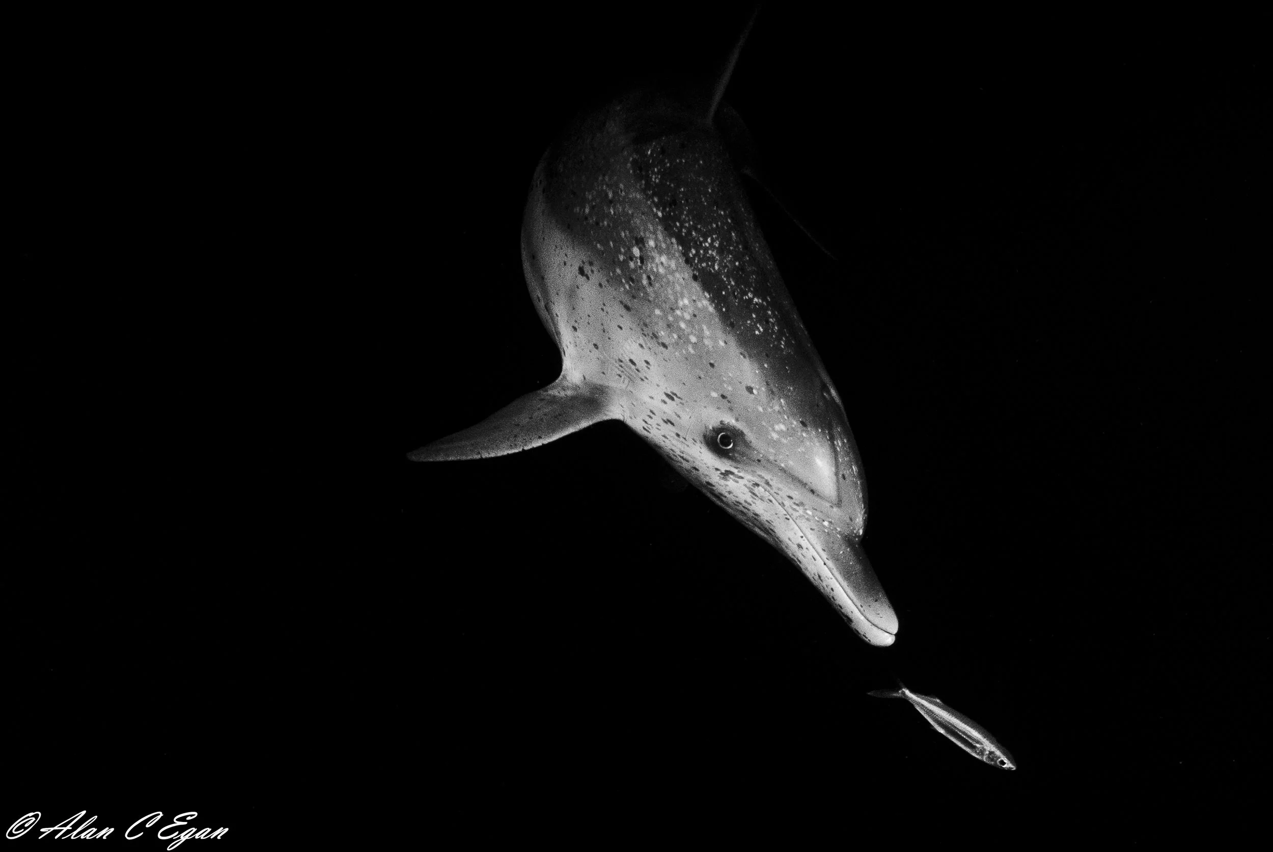 Photo: Alan Egan @alancegan