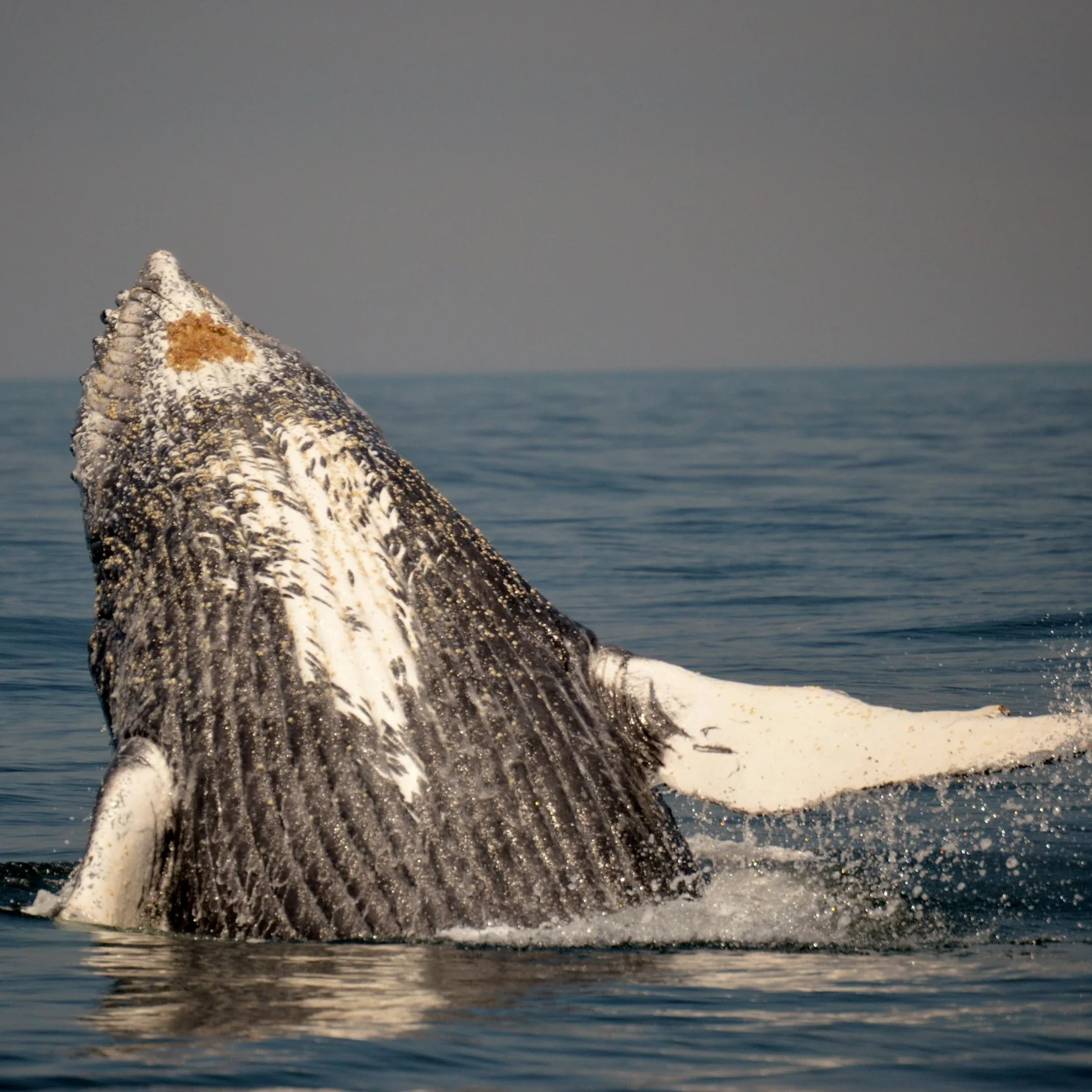 Expanding “Green Choices” into the Blue Economy of Marine Tourism