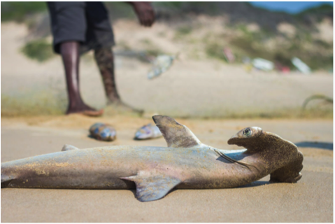 Mozambique has a mix of both shark killing and shark finning. Photo: Jeff Hester - Photographers Without Borders