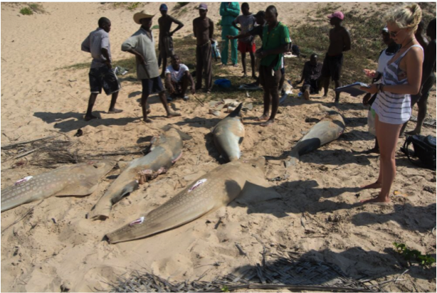 Shark finning. Photo: Francesca Trotman